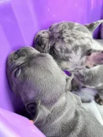 Male Merle (2), a male French Bulldog for sale in Zanesville, OH – Photo 4 of 10