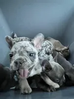 Male Merle (2), a male French Bulldog for sale in Zanesville, OH – Photo 3 of 10