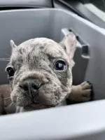 Male Merle (2), a male French Bulldog for sale in Zanesville, OH – Photo 9 of 10