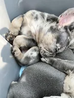 Male Merle (2), a male French Bulldog for sale in Zanesville, OH – Photo 10 of 10