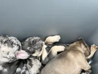 Male Blue and Tan, a female French Bulldog for sale in Zanesville, OH – Photo 8 of 10