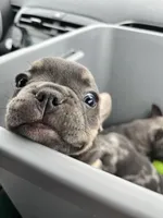 Male Blue and Tan, a female French Bulldog for sale in Zanesville, OH – Photo 9 of 10