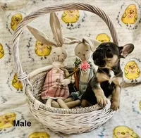 Male Blue and Tan, a female French Bulldog for sale in Zanesville, OH – Photo 3 of 10