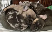 Male Blue and Tan, a female French Bulldog for sale in Zanesville, OH – Photo 6 of 10