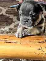 Male Blue and Tan, a female French Bulldog for sale in Zanesville, OH – Photo 5 of 10