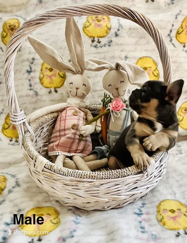 Male Blue and Tan, a female French Bulldog for sale in Zanesville, OH – Photo 1 of 10