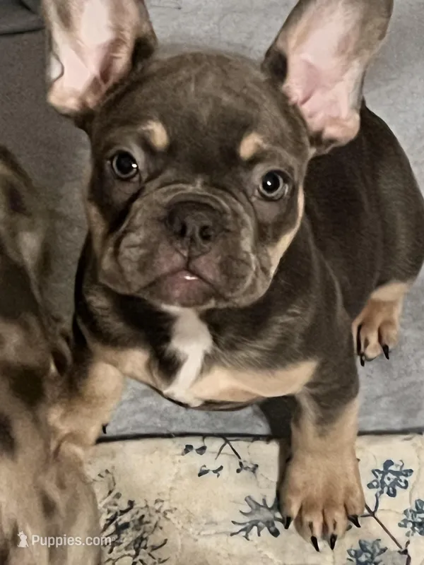 Male Blue and Tan – French Bulldog puppy for sale in Zanesville, OH