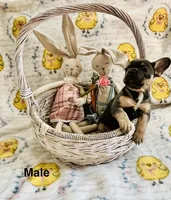 Male Blue and Tan, a female French Bulldog for sale in Zanesville, OH – Photo 2 of 10