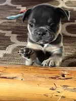 Male Blue and Tan, a female French Bulldog for sale in Zanesville, OH – Photo 4 of 10