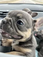 Male Blue and Tan, a female French Bulldog for sale in Zanesville, OH – Photo 7 of 10