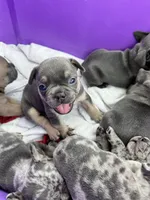 Male Blue and Tan, a female French Bulldog for sale in Zanesville, OH – Photo 10 of 10