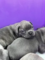 Male Blue Brindle (2), a male French Bulldog for sale in Zanesville, OH – Photo 5 of 7