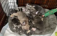 Male Blue Brindle (2), a male French Bulldog for sale in Zanesville, OH – Photo 7 of 7