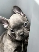 Male Blue Brindle (2), a male French Bulldog for sale in Zanesville, OH – Photo 2 of 7