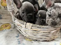 Male Blue Brindle (2), a male French Bulldog for sale in Zanesville, OH – Photo 6 of 7