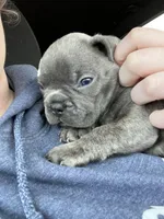 Male Blue Brindle (2), a male French Bulldog for sale in Zanesville, OH – Photo 3 of 7