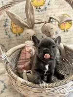 Male Blue Brindle (2), a male French Bulldog for sale in Zanesville, OH – Photo 4 of 7