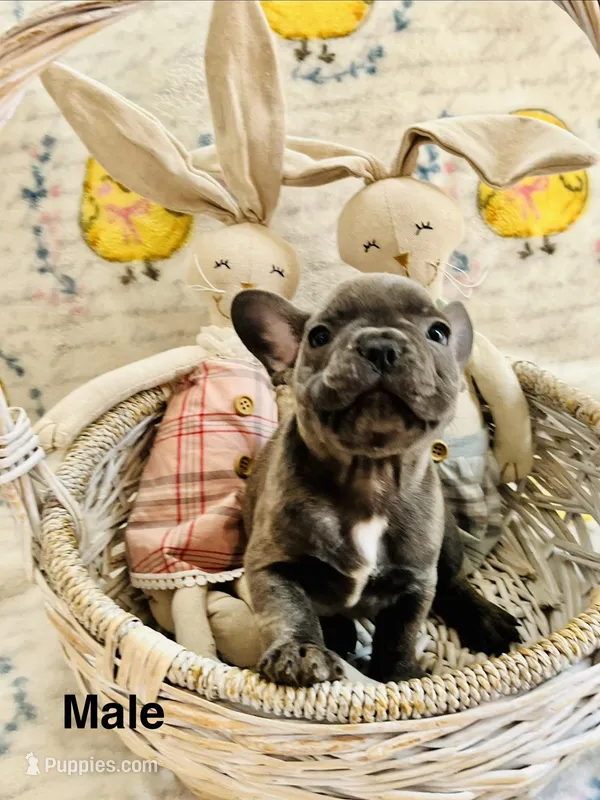Male Blue Brindle (2), a male French Bulldog for sale in Zanesville, OH – Photo 1 of 7