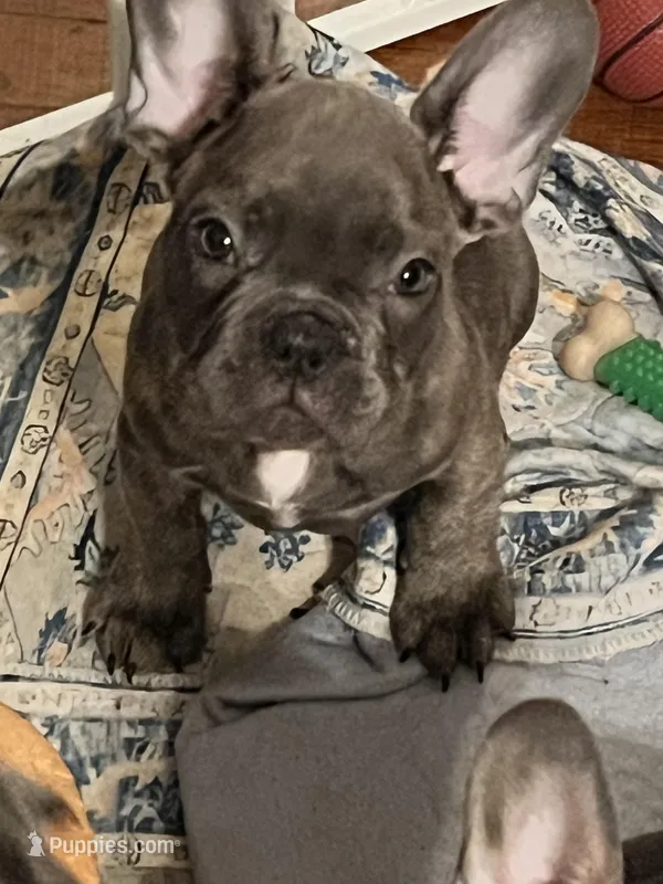 Male Blue Brindle (2) – French Bulldog puppy for sale in Zanesville, OH