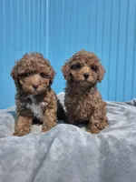 processed/365ff035-688d-4941-a346-5ed416509a4c/facility/cfe9302f-0624-4742-90da-dbcfb5ce90d5