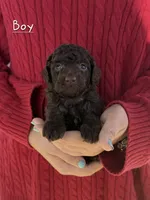 C, a male Poodle - Miniature  for sale in Sallisaw, OK – Photo 2 of 4