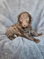 C, a male Poodle - Miniature  for sale in Sallisaw, OK – Photo 4 of 4