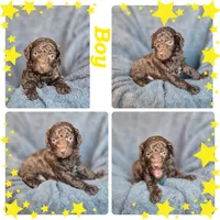 C, a male Poodle - Miniature  for sale in Sallisaw, OK – Photo 3 of 4