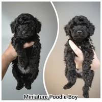 Boy, a male Poodle - Miniature  for sale in Sallisaw, OK – Photo 1 of 4