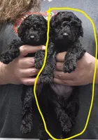 Boy, a male Poodle - Miniature  for sale in Sallisaw, OK – Photo 2 of 4