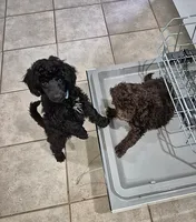 Spunky girl, a female Poodle - Miniature  for sale in Sallisaw, OK – Photo 1 of 3