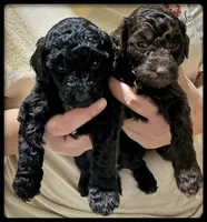 Spunky girl, a female Poodle - Miniature  for sale in Sallisaw, OK – Photo 2 of 3