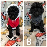 Spunky girl, a female Poodle - Miniature  for sale in Sallisaw, OK – Photo 3 of 3