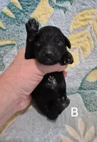 Miniature Male, a male Poodle - Miniature  for sale in Sallisaw, OK – Photo 2 of 4