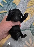 Miniature Male, a male Poodle - Miniature  for sale in Sallisaw, OK – Photo 3 of 4