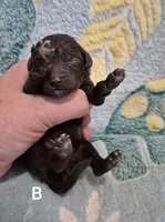 Miniature Male, a male Poodle - Miniature  for sale in Sallisaw, OK – Photo 4 of 4