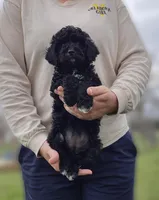 Baby Girl, a female Poodle - Miniature  for sale in Sallisaw, OK – Photo 1 of 3