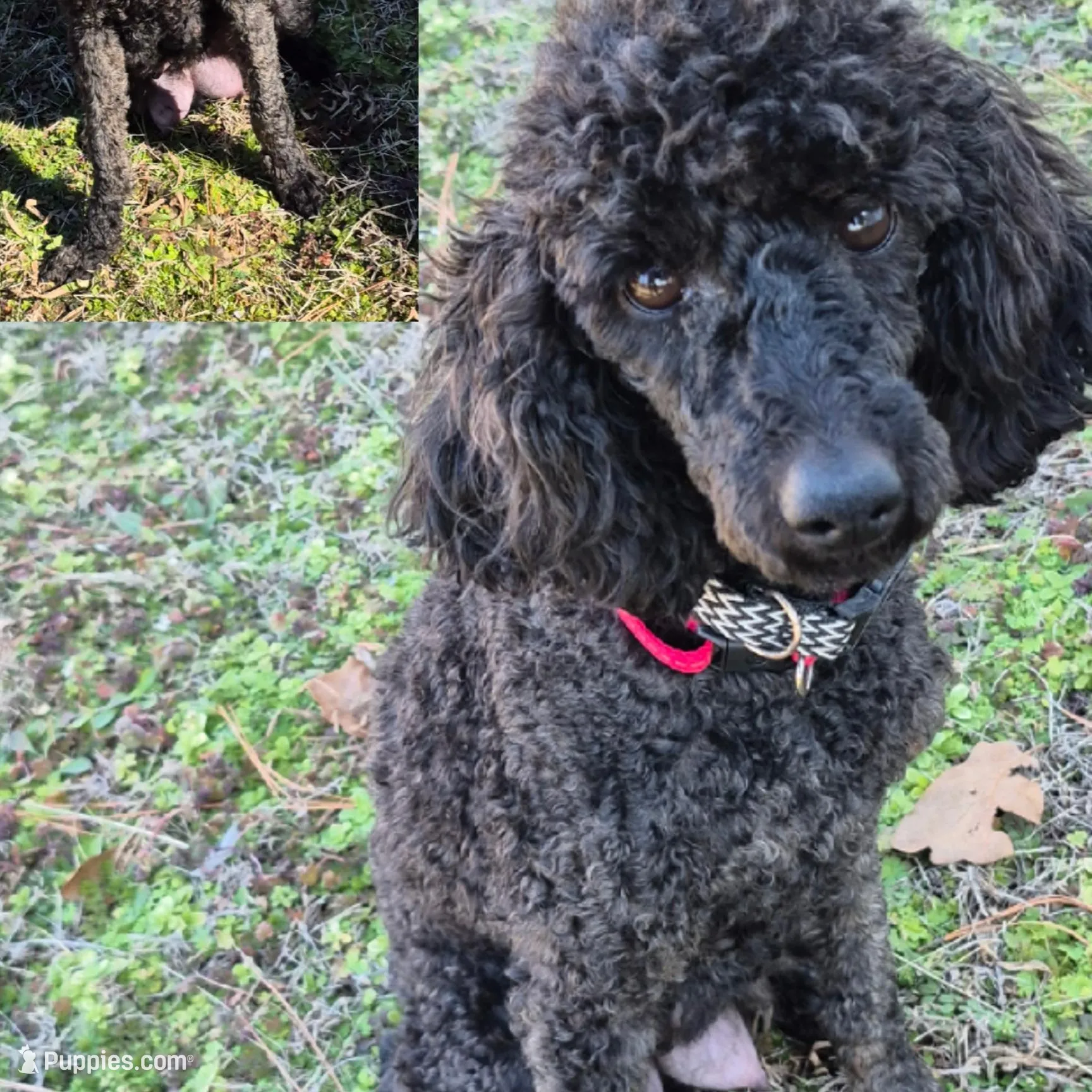 Baby Girl, a female Poodle - Miniature  for sale in Sallisaw, OK – Photo 3 of 3