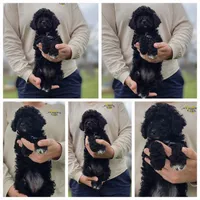 Baby Girl, a female Poodle - Miniature  for sale in Sallisaw, OK – Photo 2 of 3