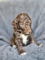 A, a male Poodle - Miniature  for sale in Sallisaw, OK – Photo 4 of 4