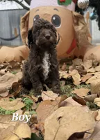 A, a male Poodle - Miniature  for sale in Sallisaw, OK – Photo 1 of 4