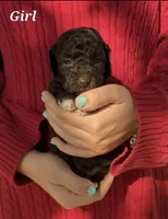 D, a female Poodle - Miniature  for sale in Sallisaw, OK – Photo 2 of 2