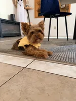 Charlie , a male Yorkshire Terrier for sale in Sacramento, CA – 1 of 1