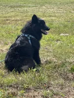 Bear, a male Belgian Malinois and Samoyed for sale in Acton, MA – 3 of 4