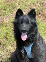 Bear, a male Belgian Malinois and Samoyed for sale in Acton, MA – 1 of 4