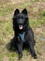 Bear, a male Belgian Malinois and Samoyed for sale in Acton, MA – 4 of 4