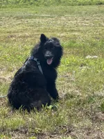 Bear, a male Belgian Malinois and Samoyed for sale in Acton, MA – 2 of 4