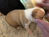 CJ, a female Boston Terrier for sale in Lewisburg, WV – 1 of 4