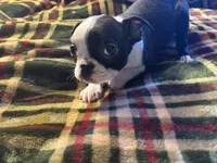 Banjo, a male Boston Terrier for sale in Lewisburg, WV – Photo 4 of 4