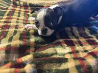 Banjo, a male Boston Terrier for sale in Lewisburg, WV – Photo 3 of 4