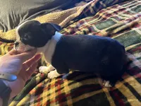 Banjo, a male Boston Terrier for sale in Lewisburg, WV – Photo 2 of 4